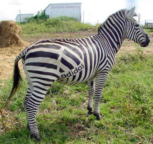 znackova-zebra.jpg