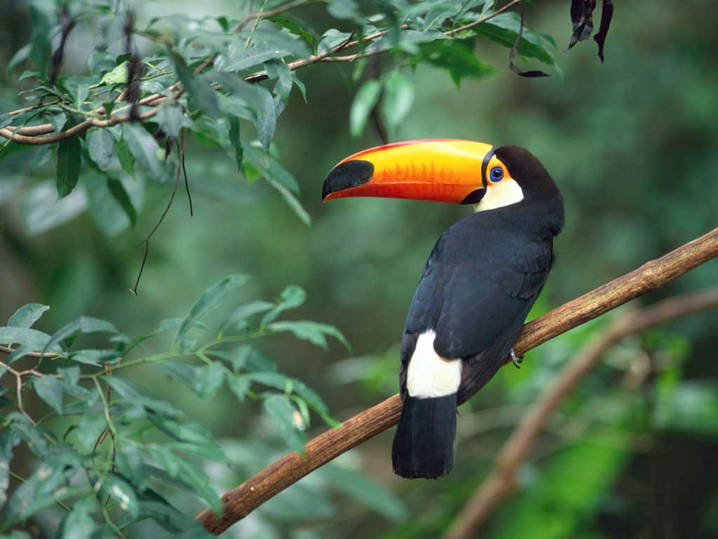 Toco Toucan.jpg